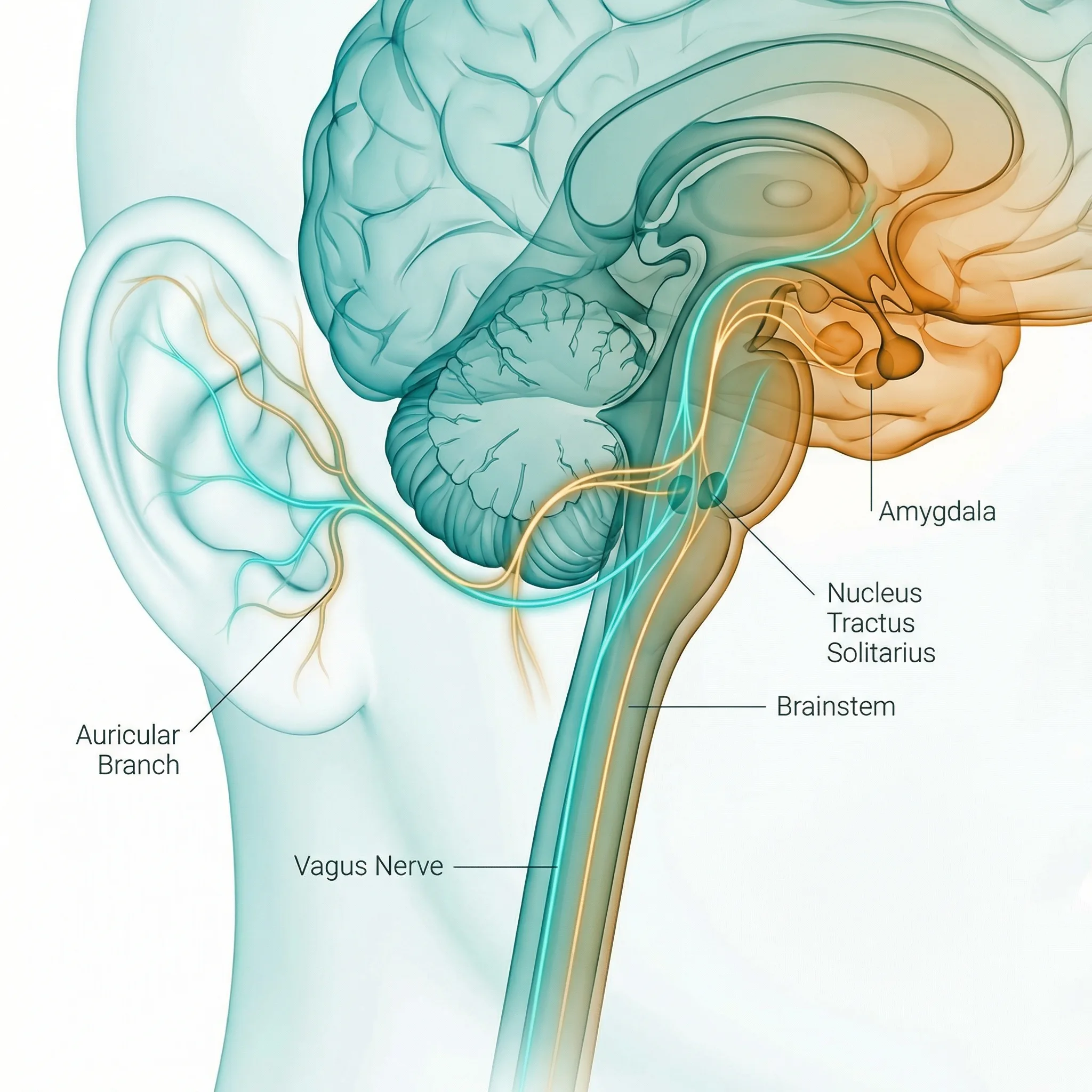 Ear vs Neck Vagus Nerve Stimulation: Why It Matters